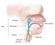 Tầm soát ung thư vòm họng để nâng cao chất lượng cuộc sống - Đừng để cơ thể lên tiếng mới đi khám