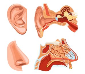 Bệnh Tai Mũi Họng Mùa Nắng Nóng: Những Điều Cần Lưu Ý