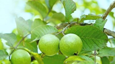 Công dụng thần kỳ của quả và lá ổi với sức khỏe