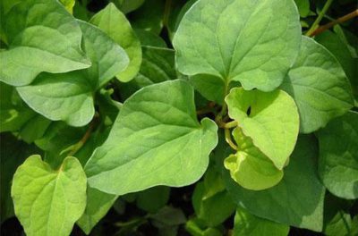 7 Cách chữa viêm amidan bằng rau diếp cá phổ biến nhất