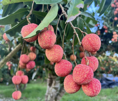 Những loại quả ngon nhưng bệnh nhân tiểu đường nên hạn chế