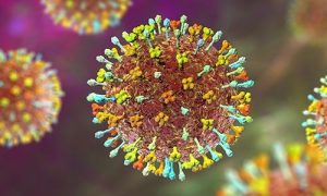 Bộ Y tế khuyến cáo về dịch bệnh do virus NIPAH