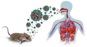 Bộ Y tế thông tin chính thức về bệnh do virus Hanta